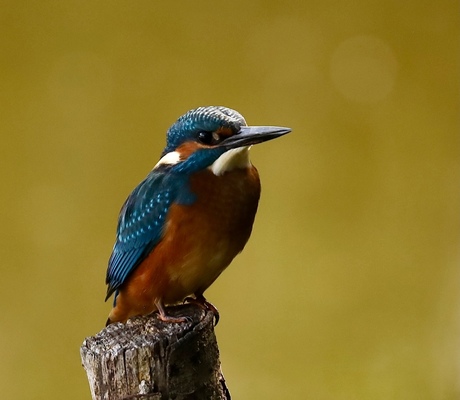 Het beroemde ijsvogeltje