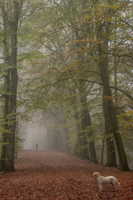 Ochtendwandeling in het bos