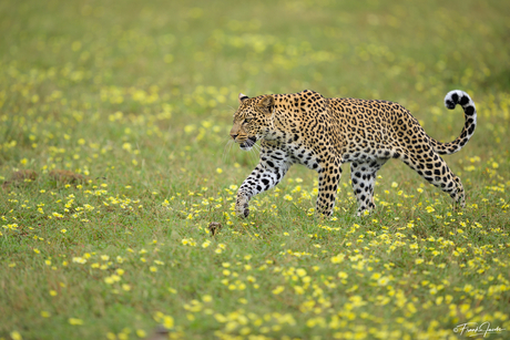 Golden Leopard in fields of gold