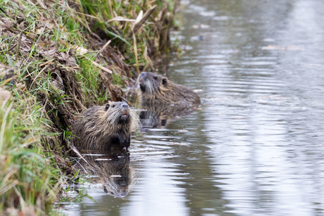 Familie bever