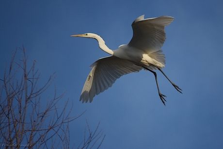 Grote Zilverreiger