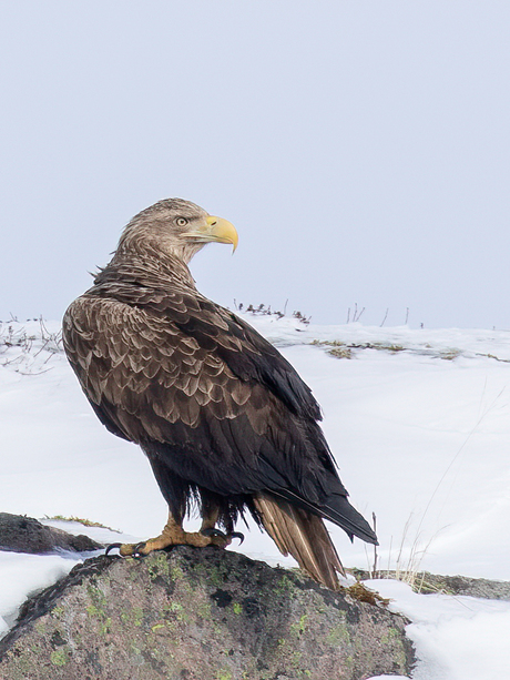 Winters Lofoten en Vesterålen