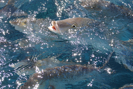 Fish Ningaloo