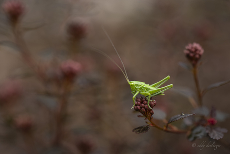 Grasshopper