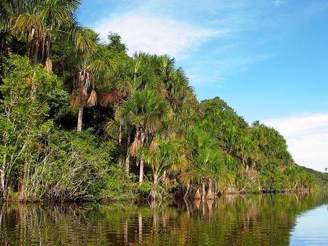 Amazone (Peru)