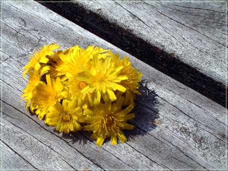 Paardebloemen