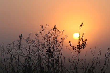 zonsopkomst in de mist