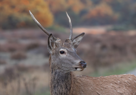 Spitser in herfstsetting 