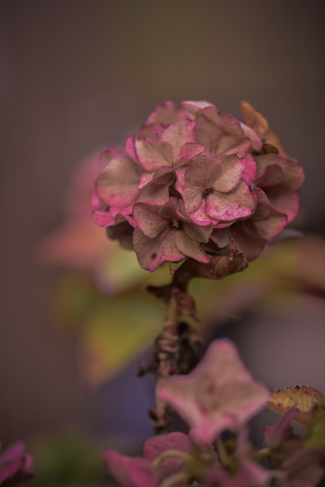 Hortensia 