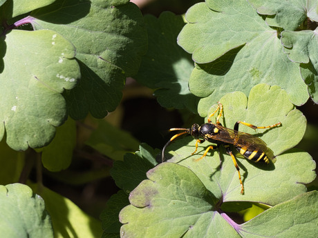 Ichneumon xanthorius