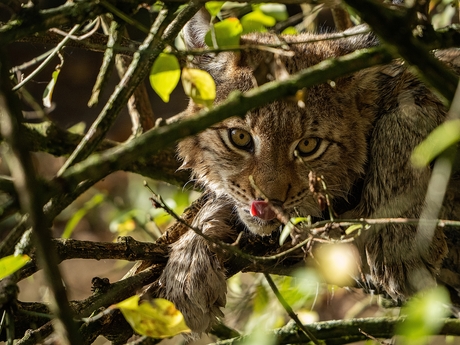 Lynx