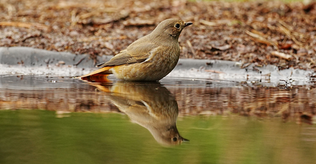 gekraagde roodstaart