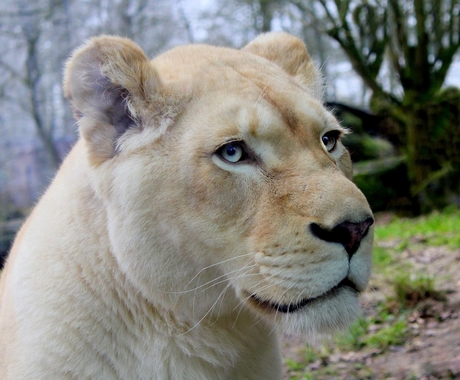Witte leeuwin