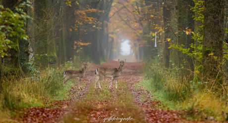 Damherten in het bos