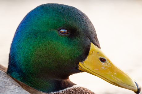 Selfie in de weerspiegeling van een eendenoog