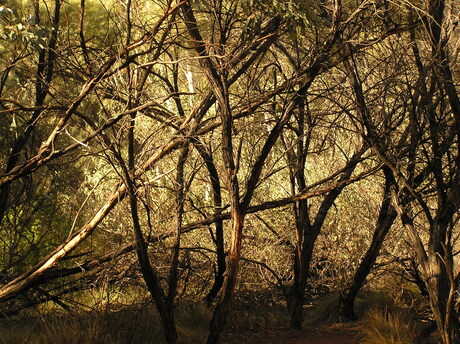 Verbrand bos, Australie
