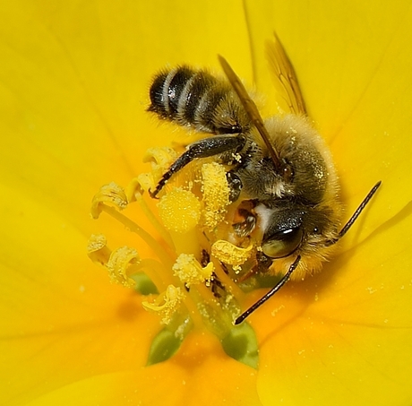 YELLOW at work