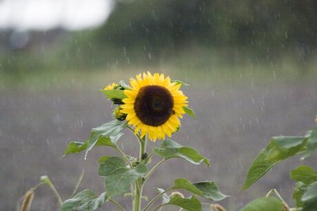 Sunflower in the rain