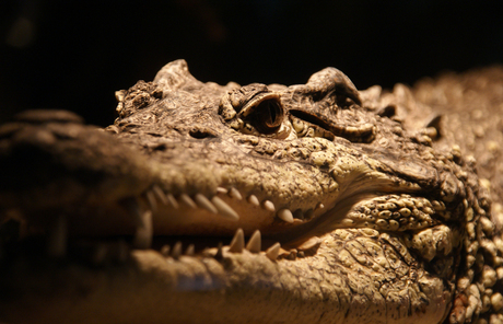 Crocodylus mindorensis