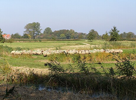 SCHAPEN IN DE NATUUR