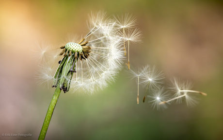 Paardenbloem 