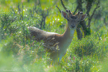 Damhert in AWD