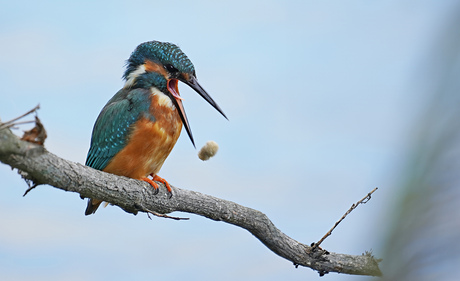 IJsvogel met braakbal.