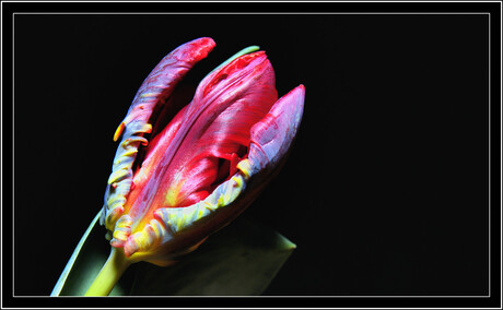 bonte tulp