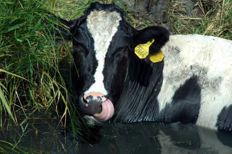 Oude koeien uit de sloot halen