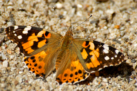 'Mooie vlinder'