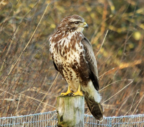 buizerd