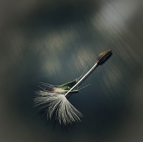 Paardenbloem pluisje in de hoofdrol