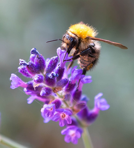 Bij op lavendel