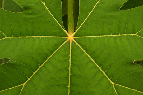 Symmetrie in de natuur