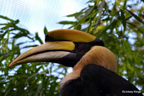 dubbele neushoornvogel