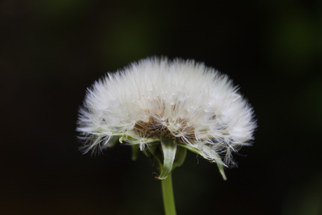 paardenbloem