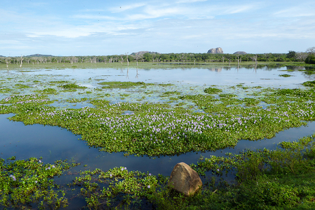 Landschap-Sri Lanka-2