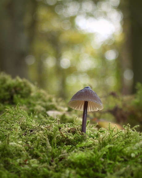 Klein maar betoverend