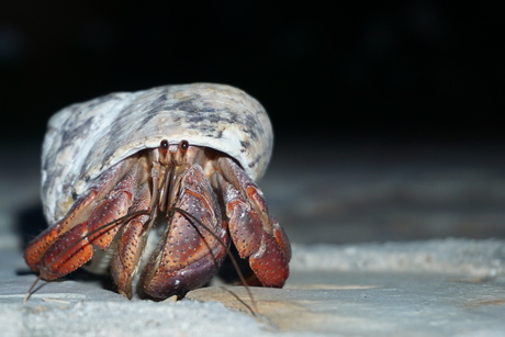 Heremietkreeft op pad