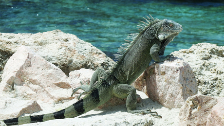 Iguana sunbathing