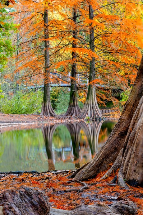 Herfst in het wandelbos