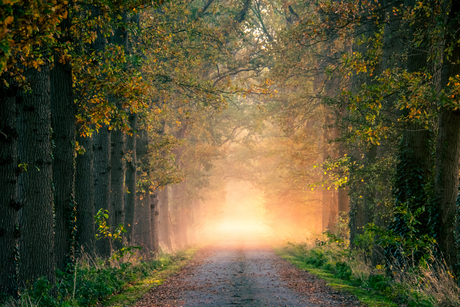 Ochtendlicht in de herfst