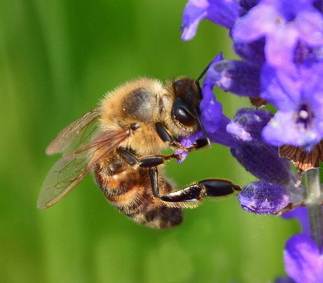 bezoek in onze lavendel