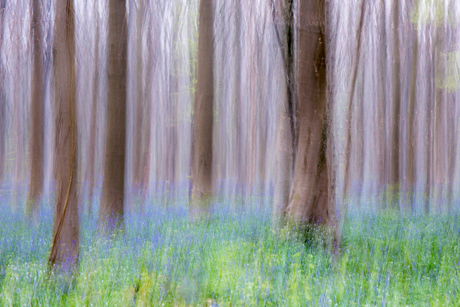 hallerbos