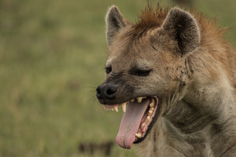 Geeuwende hyena