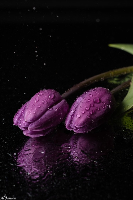 De lila paarse tulpen