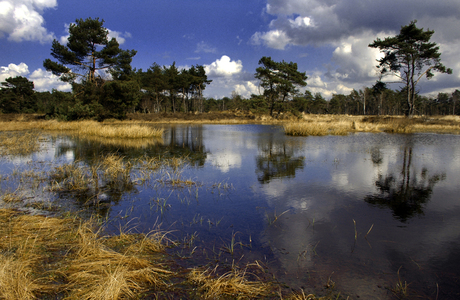 Veluwe