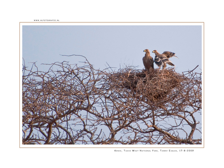 Tawny Eagles, Kenia