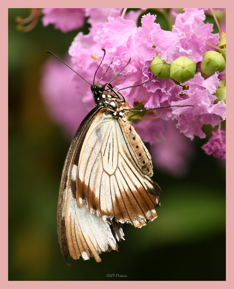 Vlinder 