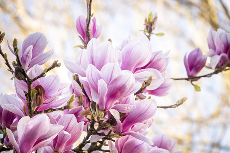 Magnolia